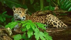 Mit viel Glück sieht man in Belize noch einen Jaguar in freier Wildbahn. Knapp 1000 Tiere sollen ...